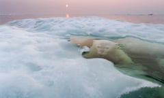 Canada, Manitoba, Churchill, Polar Bear (Ursus maritimus) hides while submerged at edge of melting ice floe on summer evening.