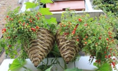 Hanging baskets from Mark Ridsdill Smith’s windows growing tomatoes.