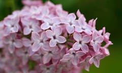 Syringa vulgaris (close up of common lilac)