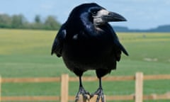 Rook on a gatepost