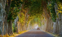 tree lined road nt Gignac Languedoc France NR