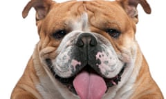 English bulldog