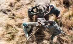 A sedated white rhino is guided toward a loading truck by Kruger National Park Veterinary Wildlife Services in October. The South African park relocated four rhinos from a high-risk poaching area – and now there's a plan to move some animals to south Texas.