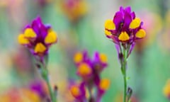 Linaria reticulata flamenco