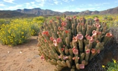 Hoodia gordonii growing wild in Namibia.