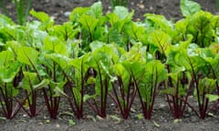 rows of young beetroot