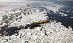 In this photo release by Sea Shepherd Conservation Society, the Nisshin Maru, the factory ship of Japanese whaling fleet, sails in the Southern Ocean, Antarctica, on Tuesday, Jan. 25, 2011. The anti-whaling activists, chasing the fleet in the hopes of interrupting Japan's annual whale hunt, said they found the vessel for the first time in this season and it was trying to outrun Sea Shepherd's ship the Steve Irwin by going through heavy ice on Tuesday. (AP Photo/Sea Shepherd Conservation Society, Barbara Veiga) MANDATORY CREDIT, EDITORIAL USE ONLY