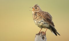 A skylark