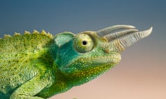 Jackson's chameleon