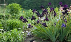 purple irises