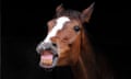 Kauto Star smiles for the camera