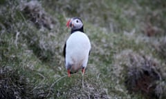 Puffin population at risk in Iceland