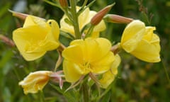 Evening primrose Oenothera erythrosepala flowering