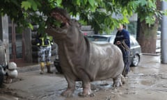 Who would not be upset by the spectacle of a hippo wandering innocently through the streets until it was shot by a tranquiliser dart?