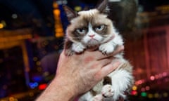 Furry hero … Grumpy Cat. Photograph: MediaPunch/Rex