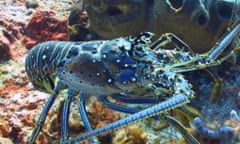 blue lobster