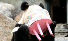 Panda puts head in cake