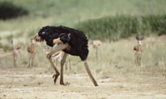 Ostrich with head in the sand