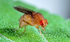 Drosophila or fruit fly