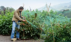 Reaping the benefits: Dan harvests red currants.