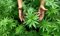 A worker tends to cannabis plants.