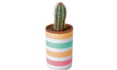 Cactus pot by Nancy Straughan for Do Something