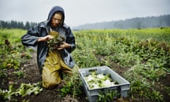Farmer harvesting organic lettuce on farm
