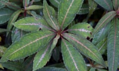 Impatiens omeiana 'Sango'