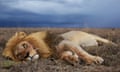 An adult male lion in the Serengeti