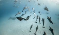 Dolphins swim in the Red Sea alongside a freediver