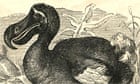 Engraving of a dodo