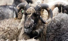 North Ronaldsay sheep