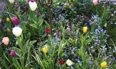 Yolanda Elizabet Heuzen's tulips in flower