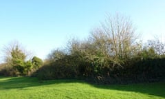 The view of Catharine Howards overgrown garden hedge from the castle meadow