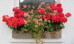 A windowbox filled with red pelagoniums and diascia