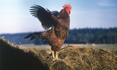 A chicken on a manure pile