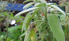 A spider on a sage plant