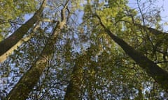 Ash trees (Fraxinus excelsior)