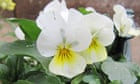 Viola flowers