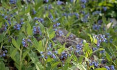 Russian comfrey (Symphytum x uplandicum)