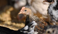 An eight-week-old leghorn brown bantam cockerel