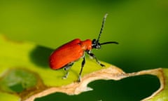 A lily beetle