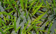 Water soldier in Tom Hoblyn's pond