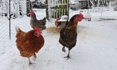 Chickens in the snow