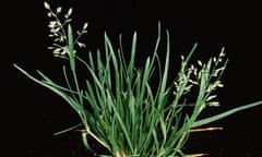 Annual meadowgrass (Poa annua)
