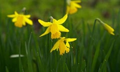 Narcissus 'February Gold'