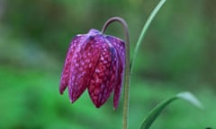 Snakeshead fritillary (Fritillaria meleagris)