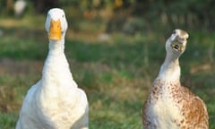 Indian runner ducks