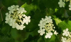 Viburnum opulus