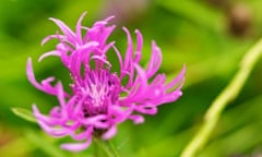 Lesser knapweed (Centaurea nigra)